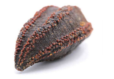 sea cucumber
